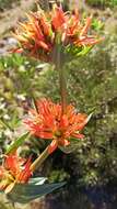 Image of Gentiana lutea subsp. aurantiaca M. Laínz