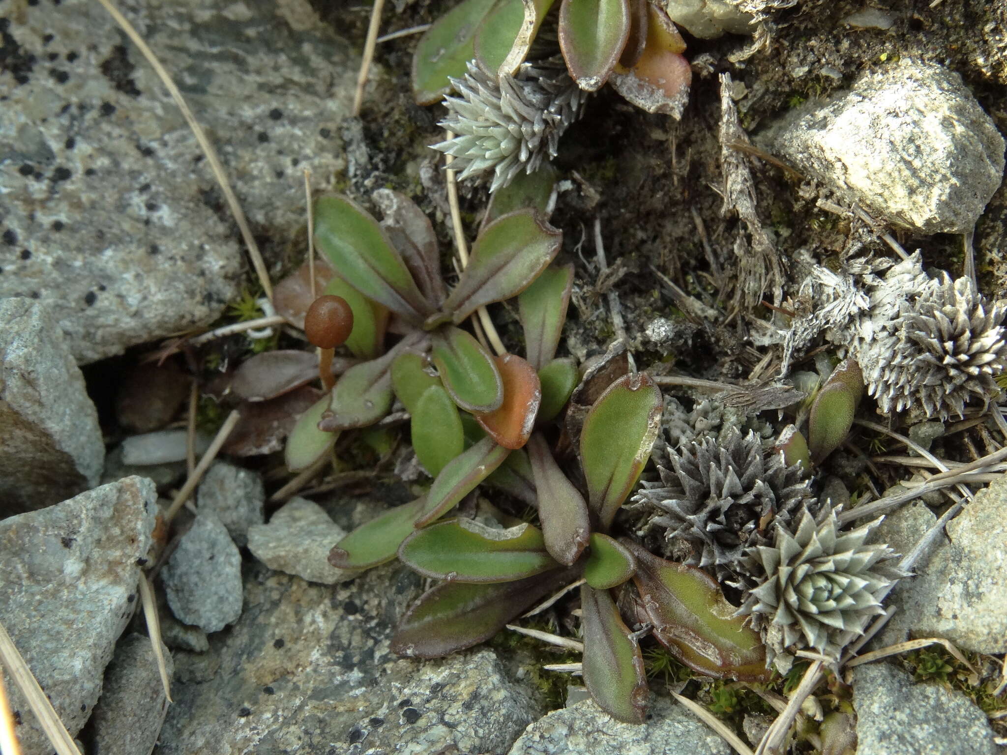 Image of Brachyscome longiscapa G. Simpson & J. S. Thomson