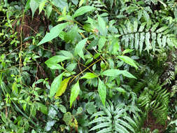 Image of Callicarpa randaiensis Hayata