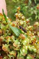 Ligyrocoris sylvestris Linnaeus & C. 1758 resmi