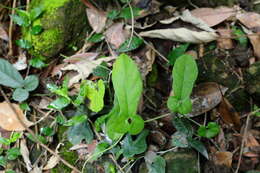 Plancia ëd Aristolochia kaempferi Willd.