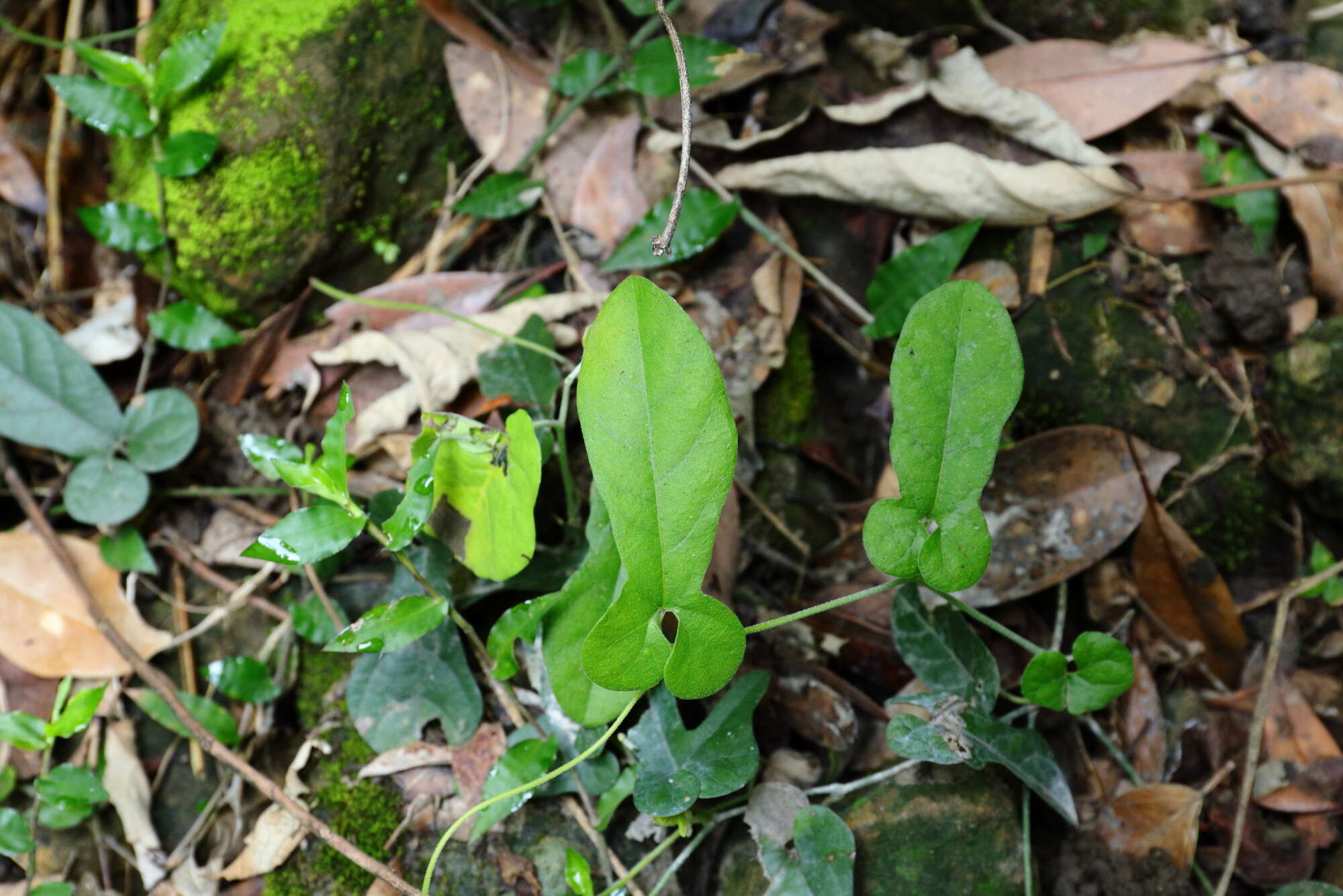 Image de Aristolochia kaempferi Willd.