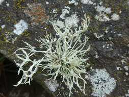 Ramalina subfarinacea (Nyl. ex Cromb.) Nyl.的圖片