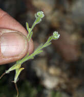 صورة Cryptantha gracilis Osterh.