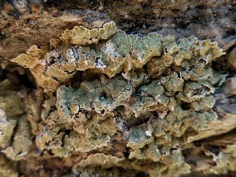 Image of rim lichen