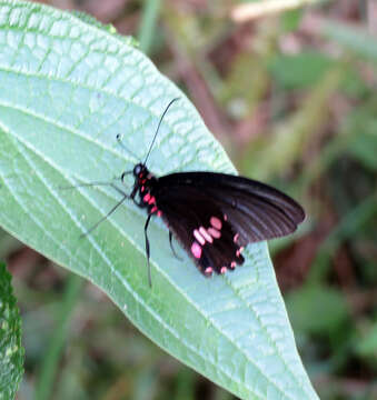 Image of Parides neophilus (Geyer 1837)