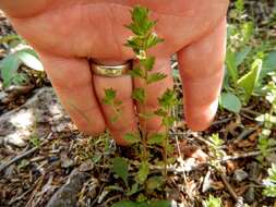 Image of Hudson Bay eyebright