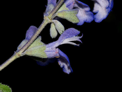 Salvia pruinosa Fernald resmi