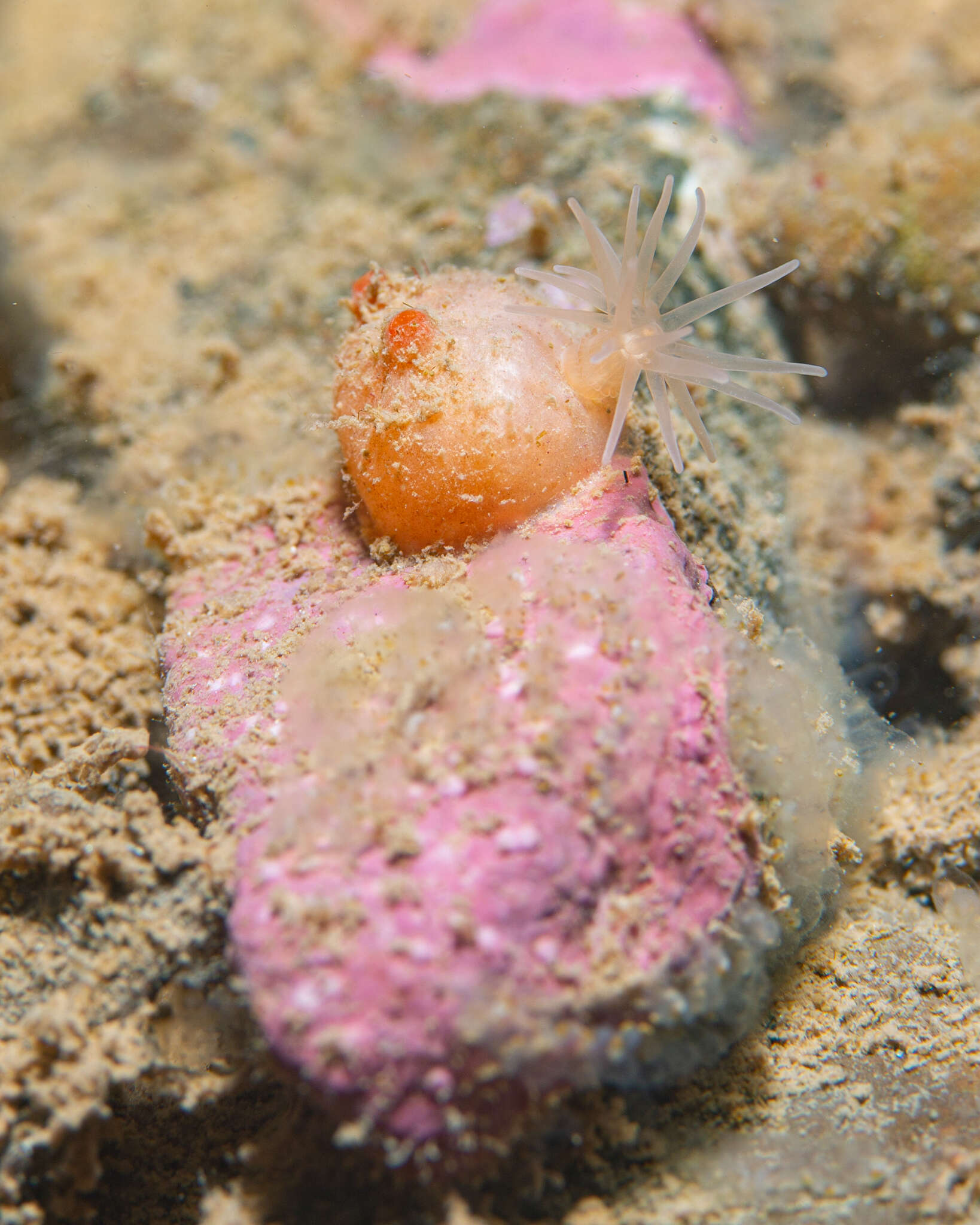 Image of blood drop sea squirt