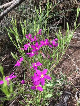 Image of Lady Bird's centaury