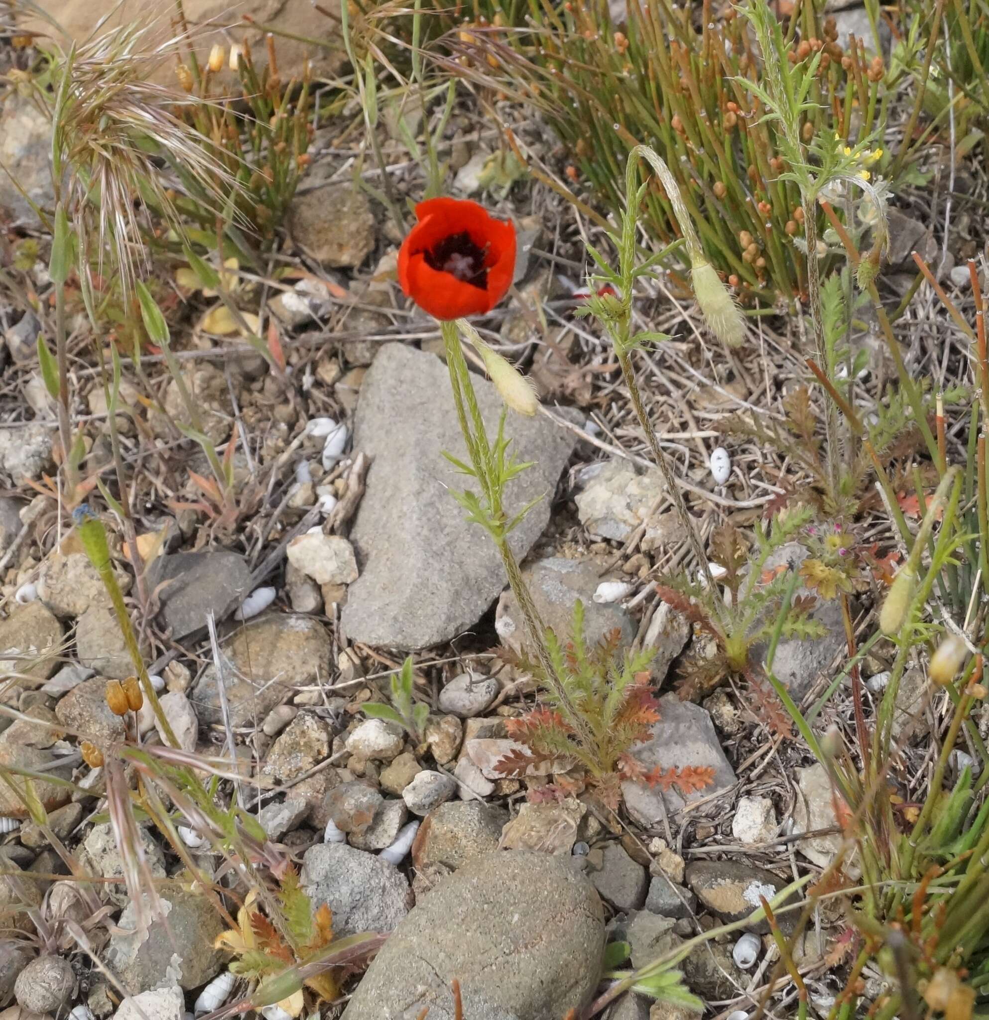 Image of Papaver minus (Bél.) Meikle