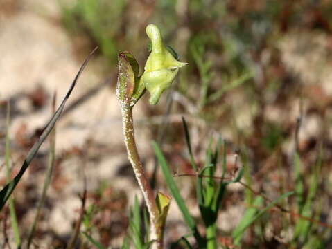 Image of Disperis cucullata Sw.