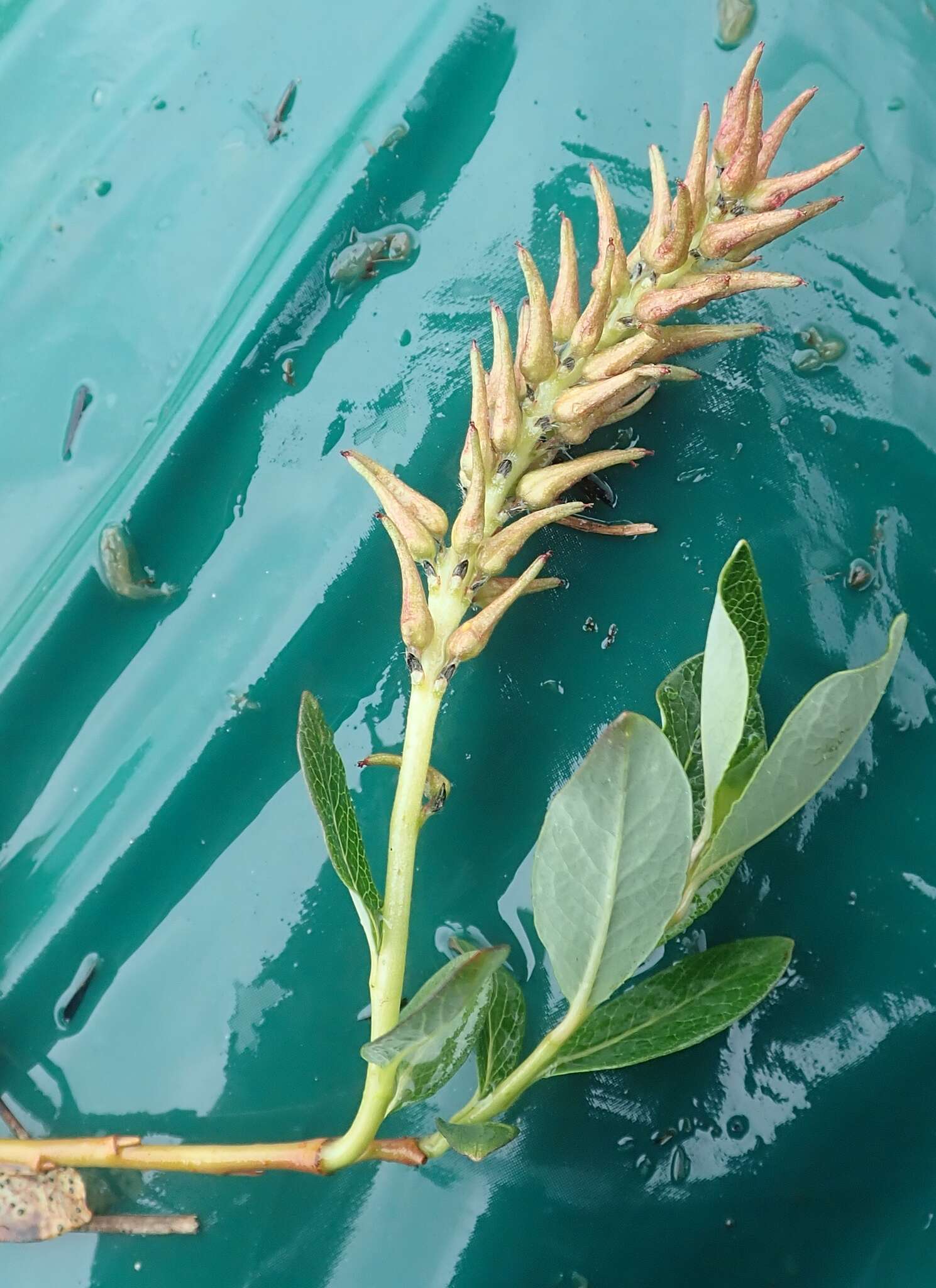 Image of Alaska bog willow