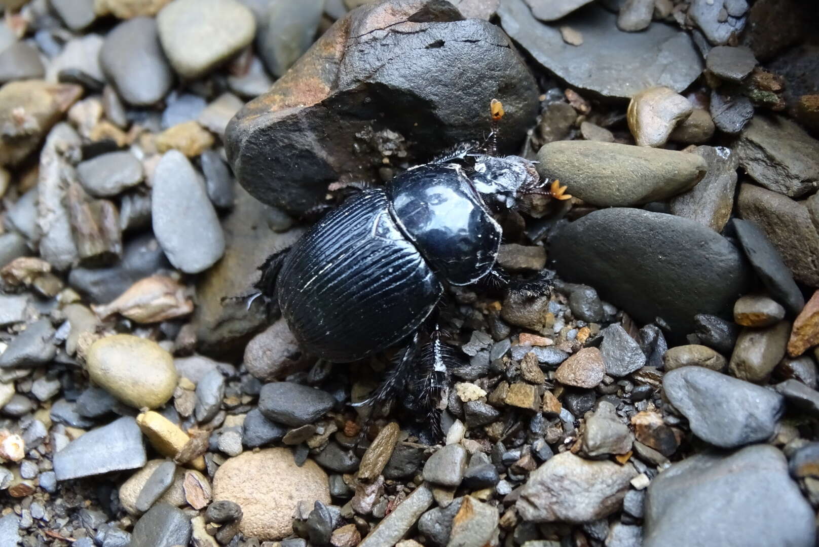 Image of Phelotrupes (Eogeotrupes) formosanus (Miwa 1930)