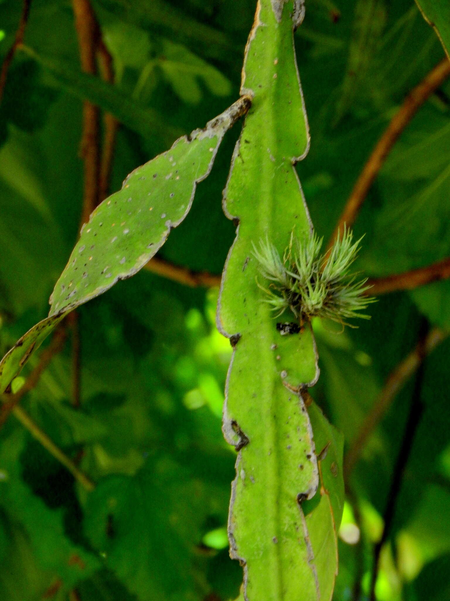 Image of Tillandsia tricholepis Baker