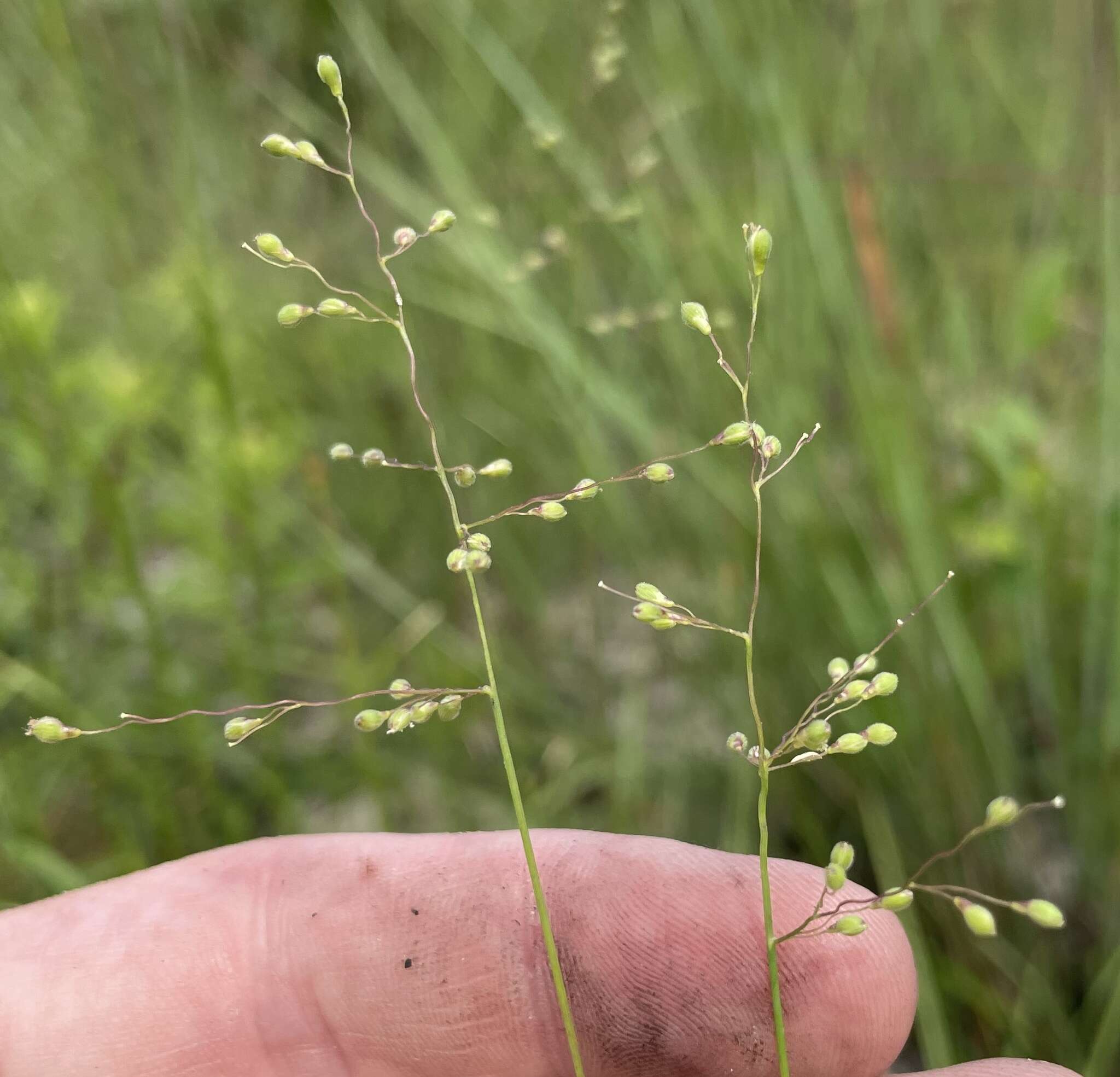 Imagem de Dichanthelium arenicoloides