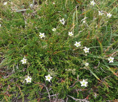 Image of Minuartia recurva (All.) Schinz & Thell.