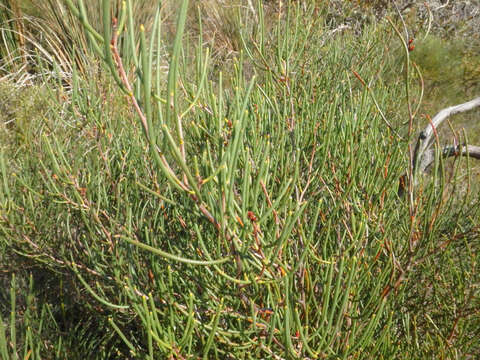 Imagem de Hakea rostrata F. Müll.