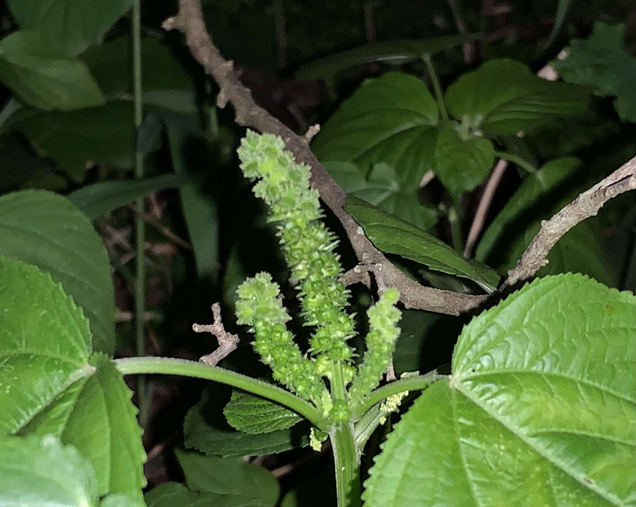 Image of Cuban copperleaf