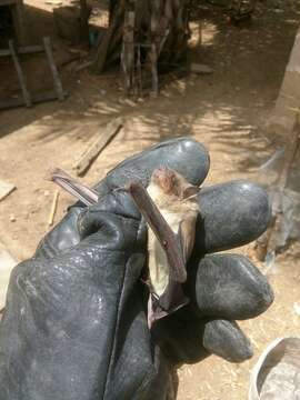 Image of White-bellied House Bat