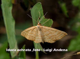 Idaea ochrata Scopoli 1763 resmi