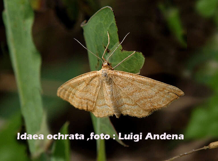 Idaea ochrata Scopoli 1763 resmi