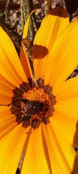 Image of Gazania serrata DC.