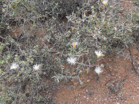 Image of Mesembryanthemum brevicarpum (L. Bol.) Klak