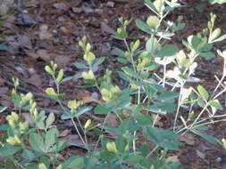 Image of Nuttall's wild indigo