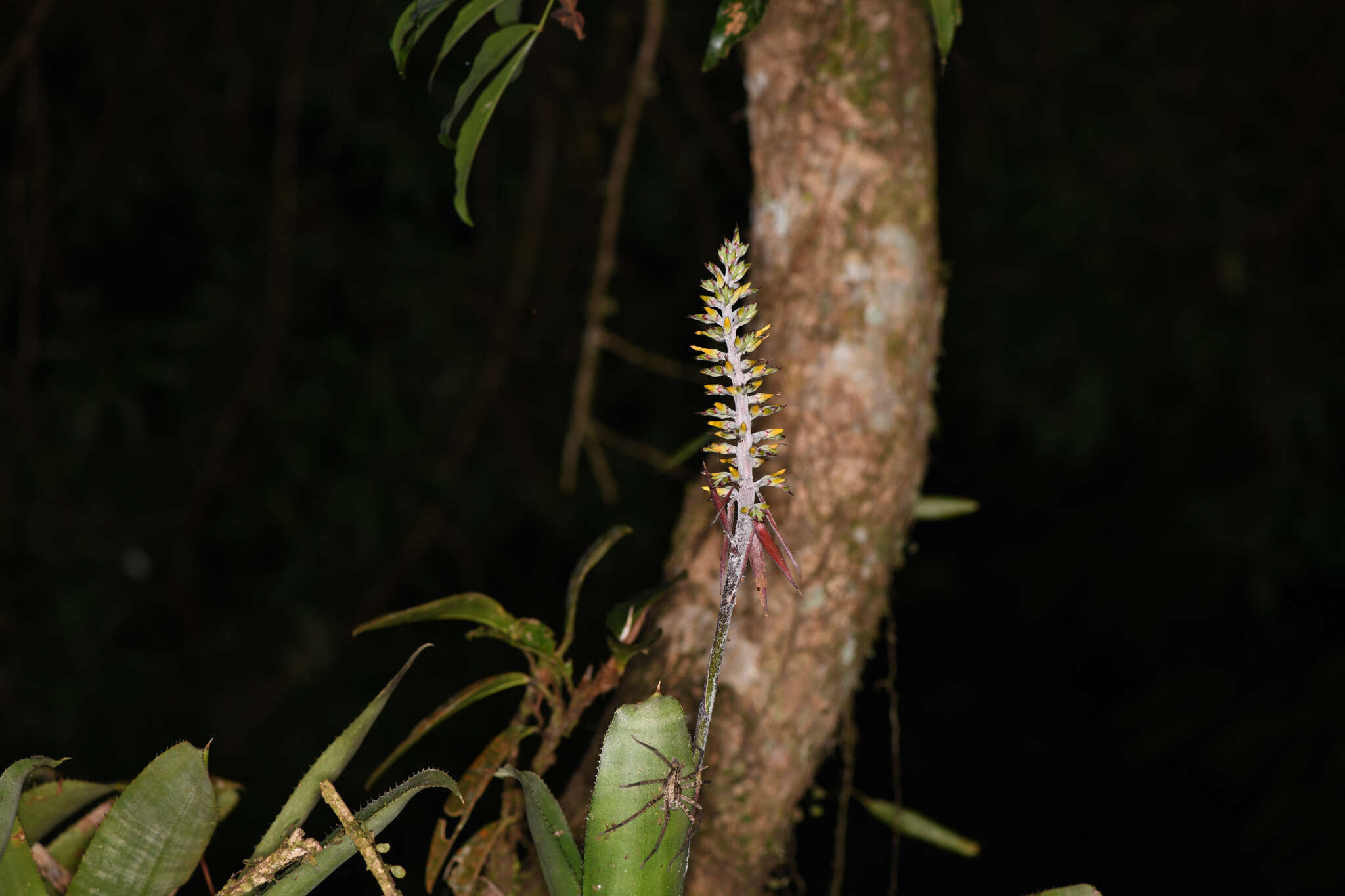 Слика од Aechmea angustifolia Poepp. & Endl.