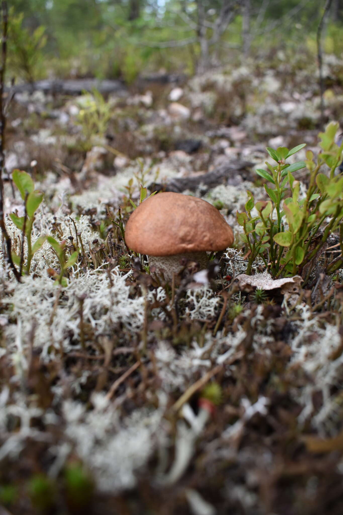 Image of Leccinum vulpinum Watling 1961