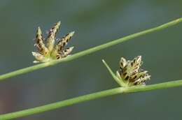 Слика од Cyperus laevigatus L.