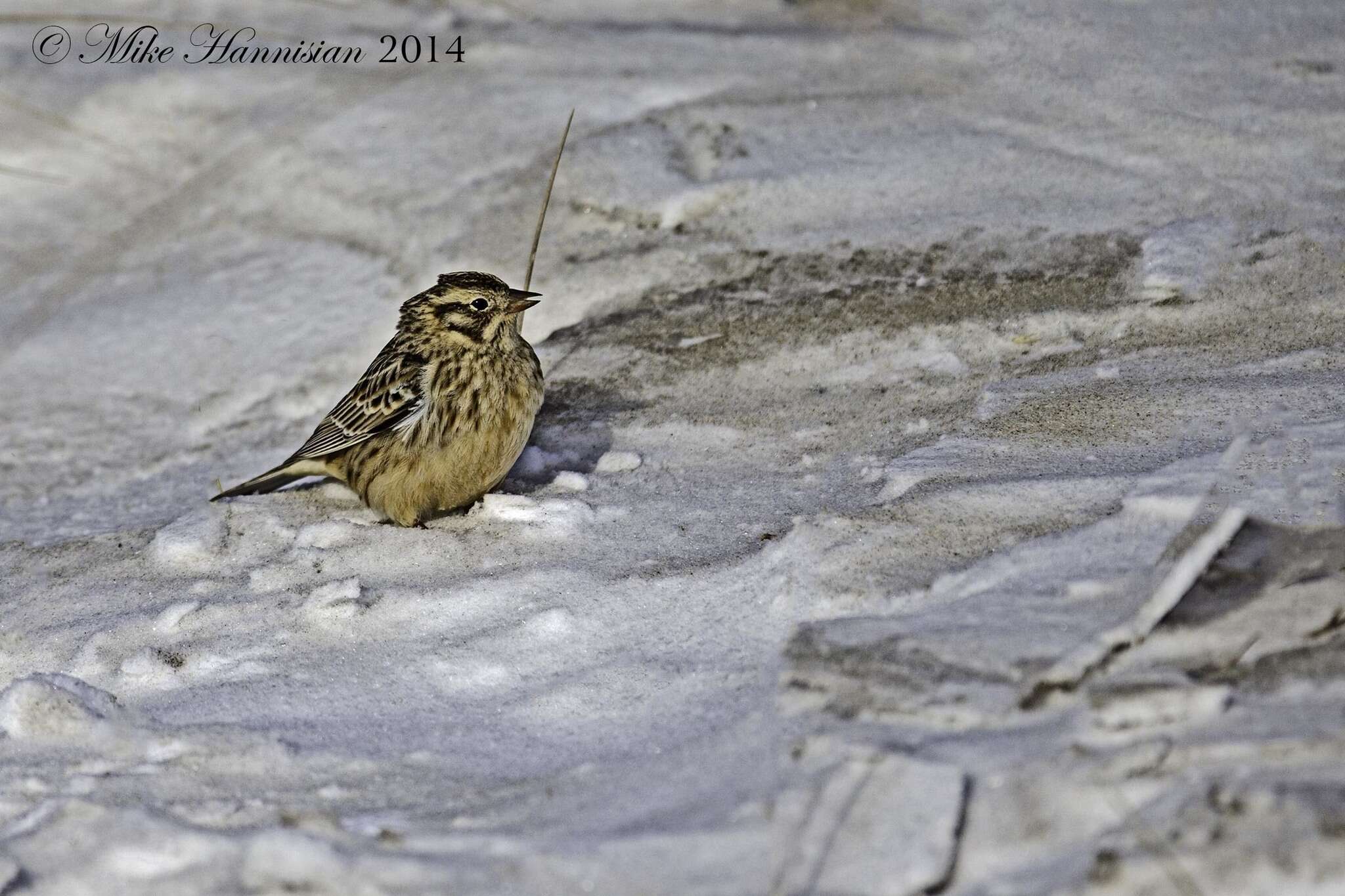 Image of Smith's Longspur