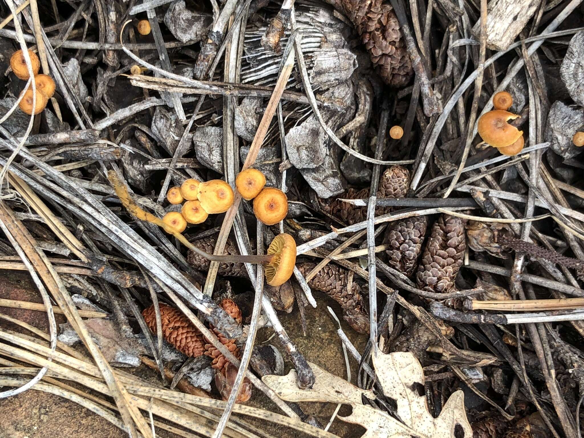 Image of Xeromphalina cirris Redhead 1988