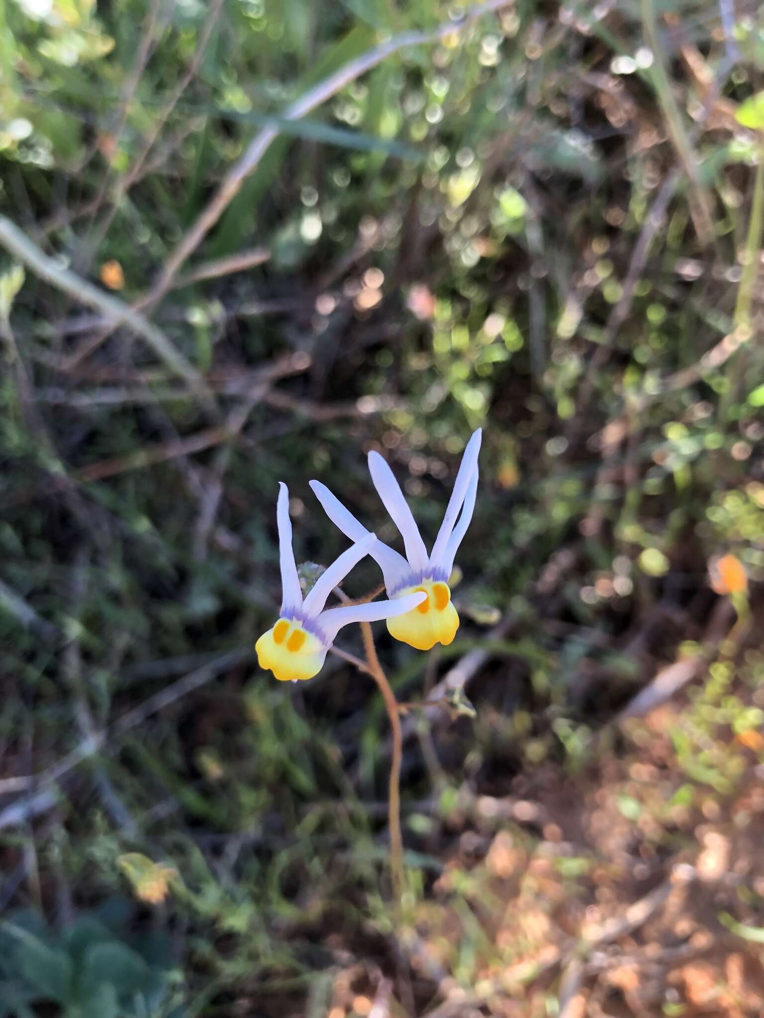 Слика од Nemesia cheiranthus E. Mey. ex Benth.