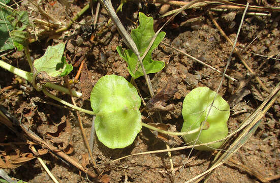 Imagem de Dicerocaryum eriocarpum (Decne.) J. Abels