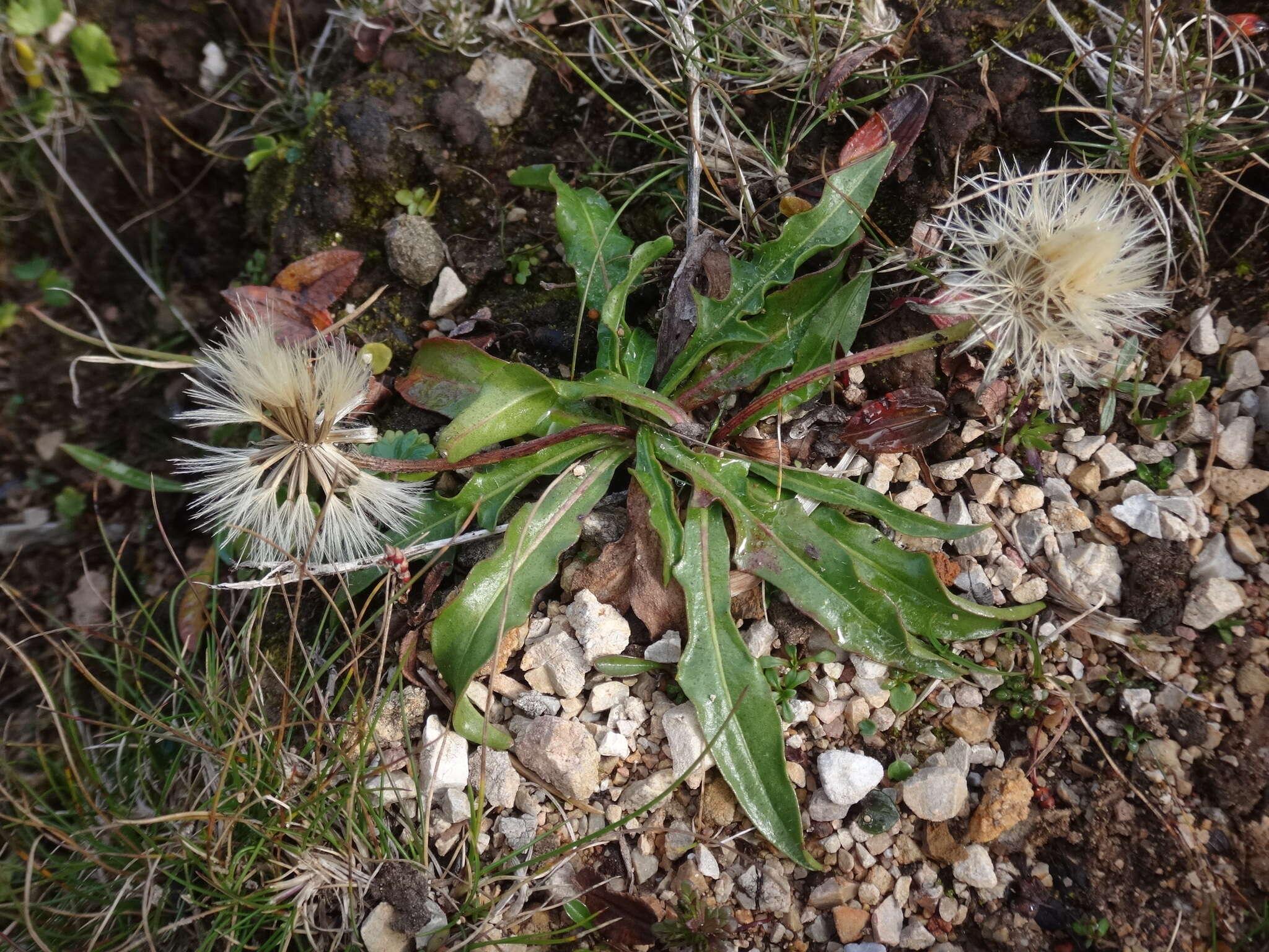 Image of Scorzoneroides montana subsp. montaniformis (Widd.) Seybold