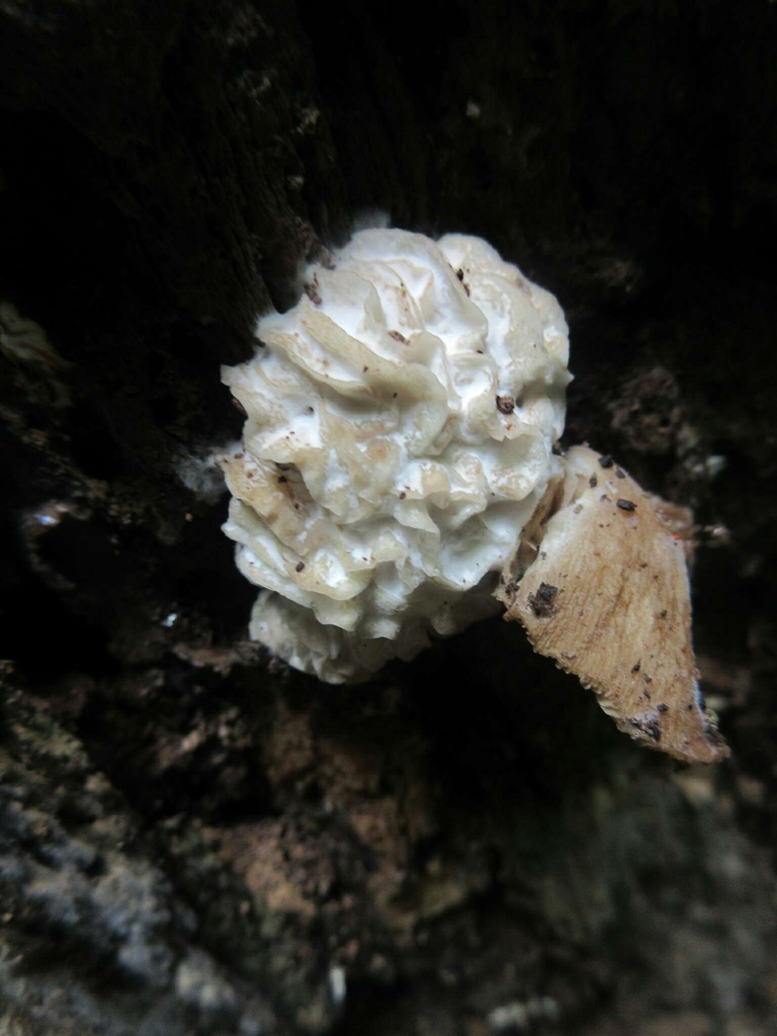Image of Nectriopsis