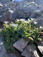 Image of Broad-leaved Mouse Ear