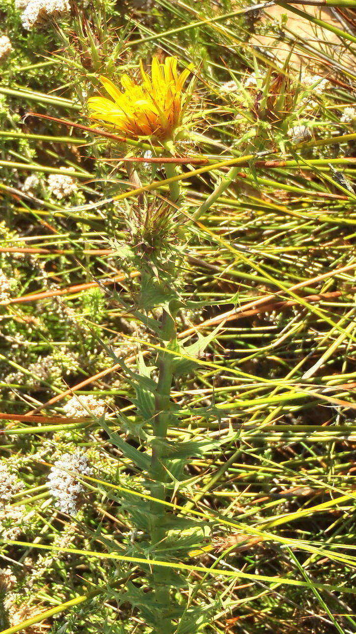 Image of Berkheya cruciata subsp. cruciata