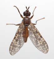 Image of <i>Sphecomyiella nelsoni</i>