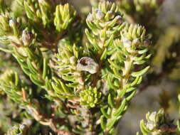 Image of Phylica axillaris var. maritima Pillans