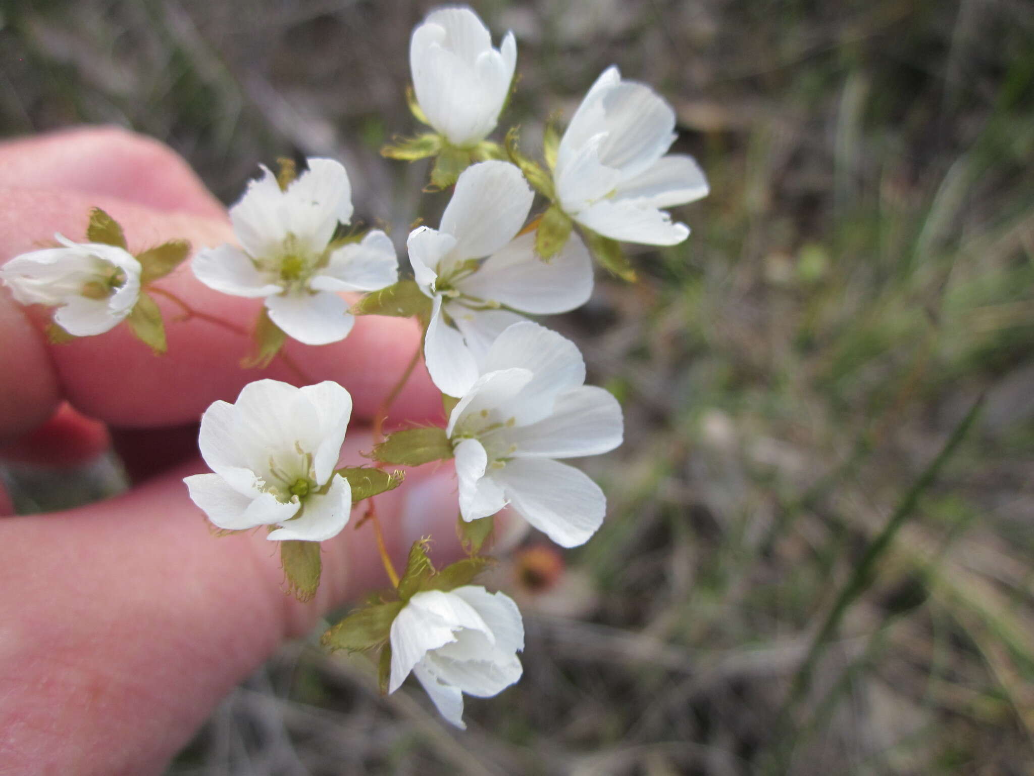 صورة Drosera huegelii var. huegelii