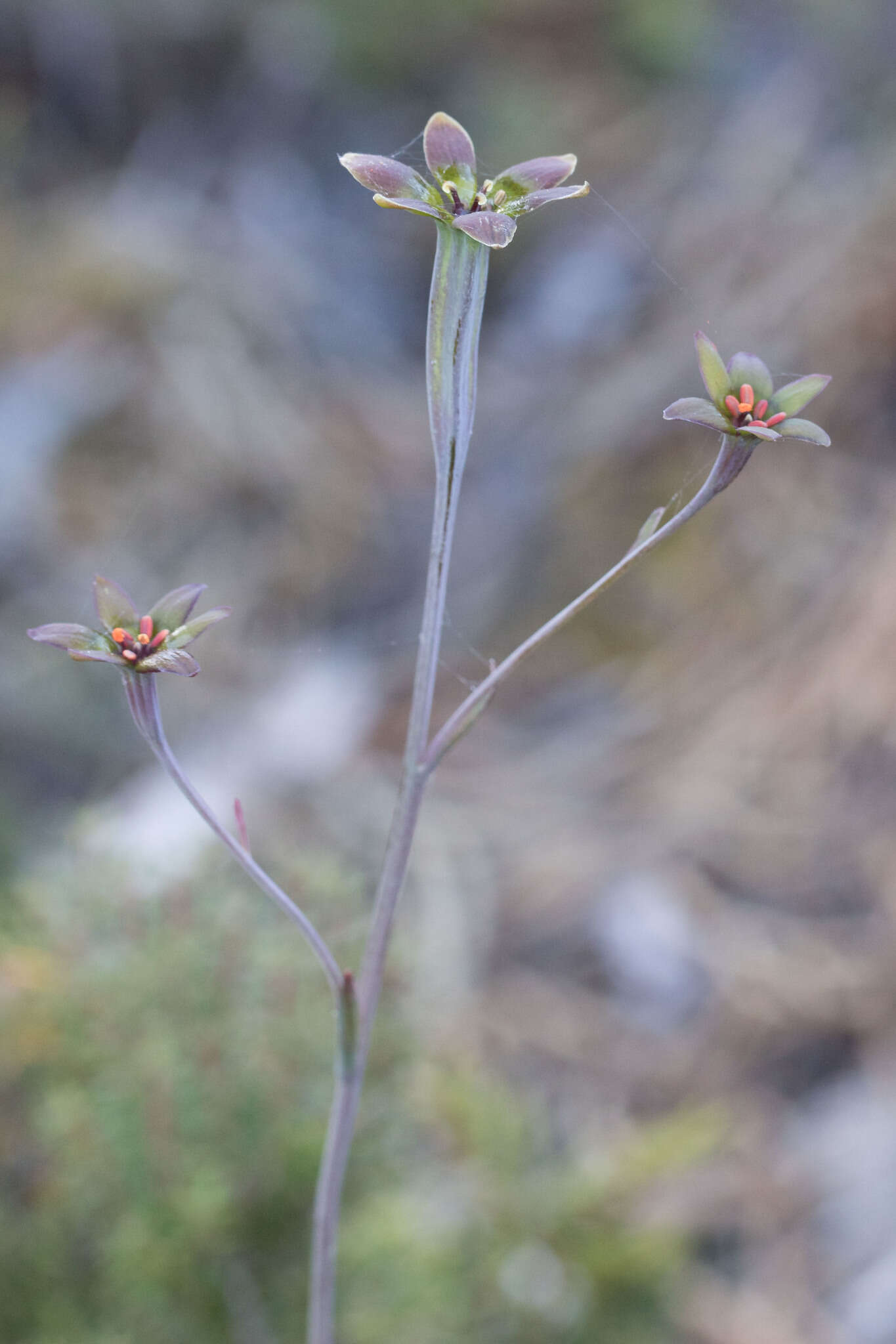 Image of Campynema lineare Labill.