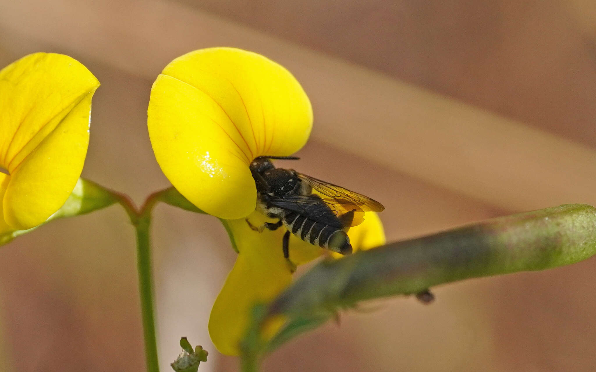 Image of Coelioxys afra Lepeletier 1841