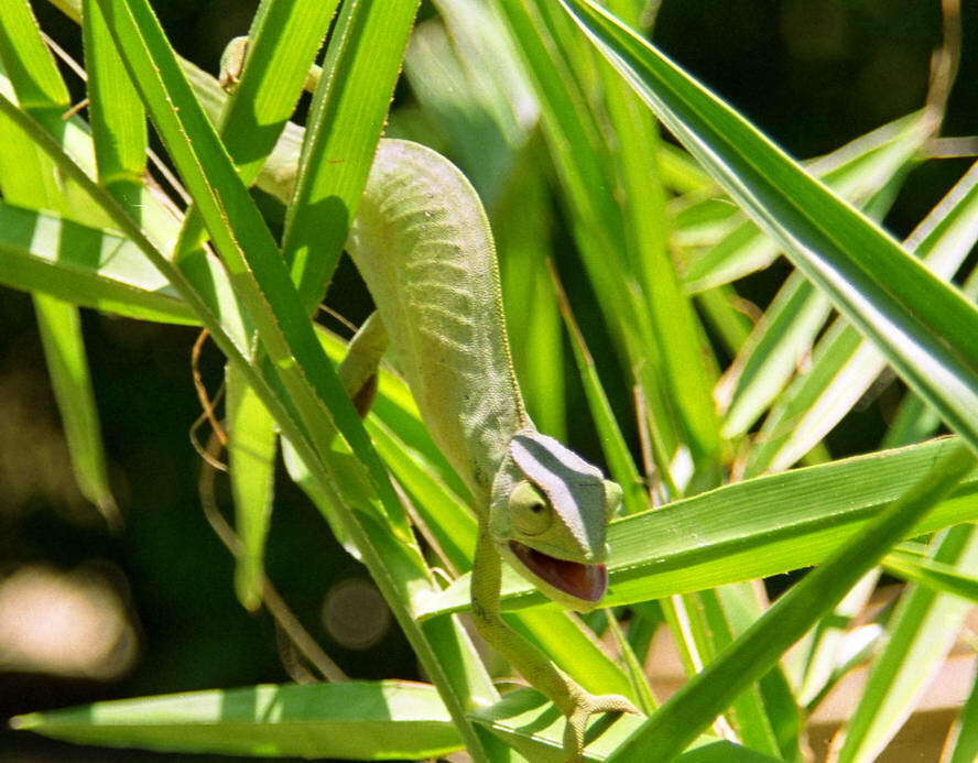 Chamaeleo senegalensis Daudin 1802 resmi