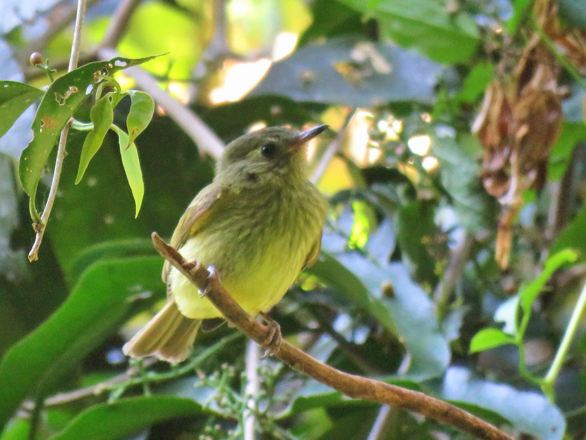 Image of Olive-striped Flycatcher