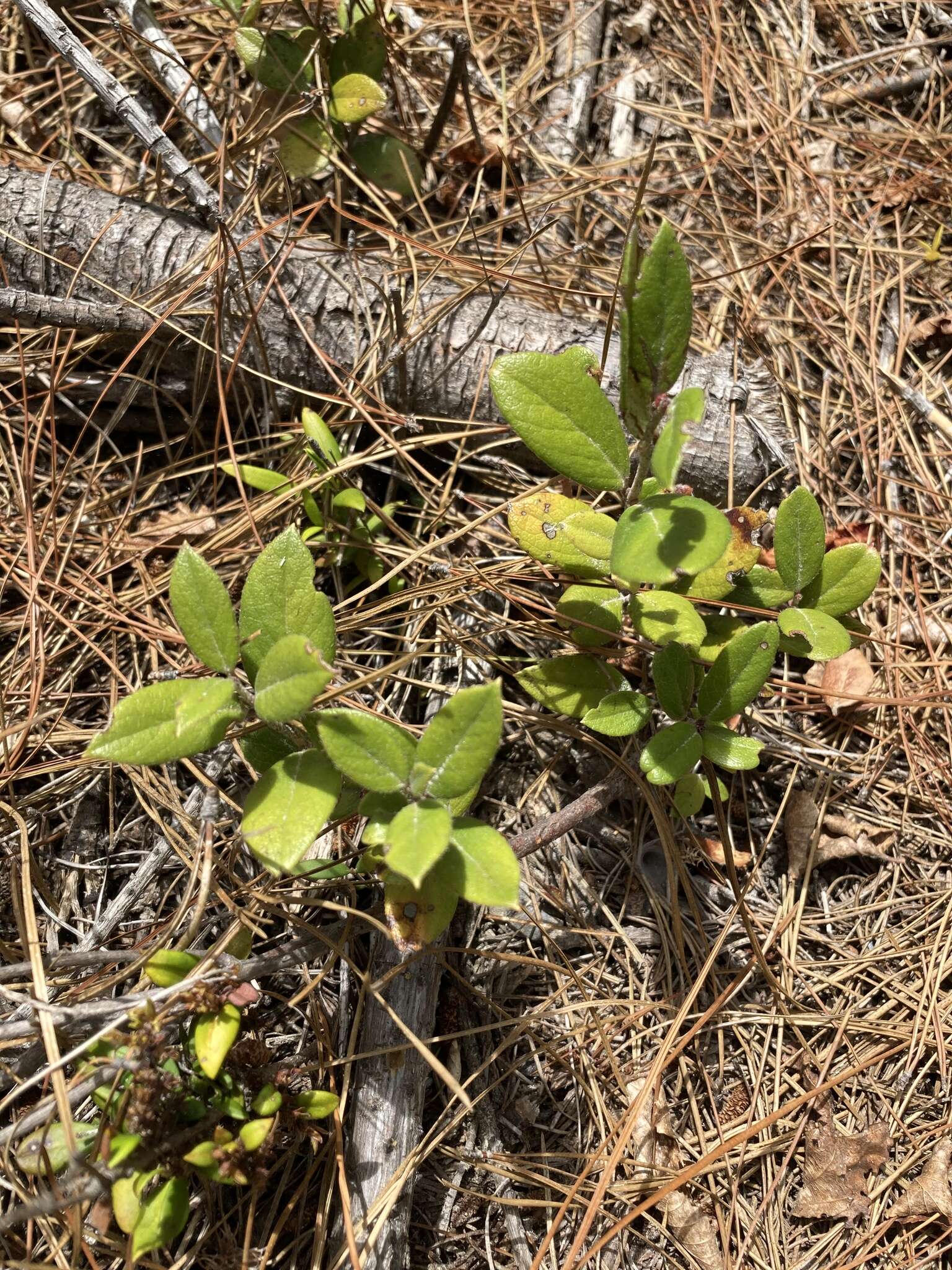 Image de Gaultheria insana (Molina) D. J. Middleton