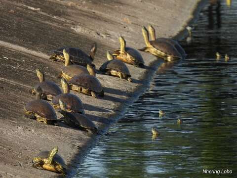 Imagem de Trachemys emolli (Legler 1990)