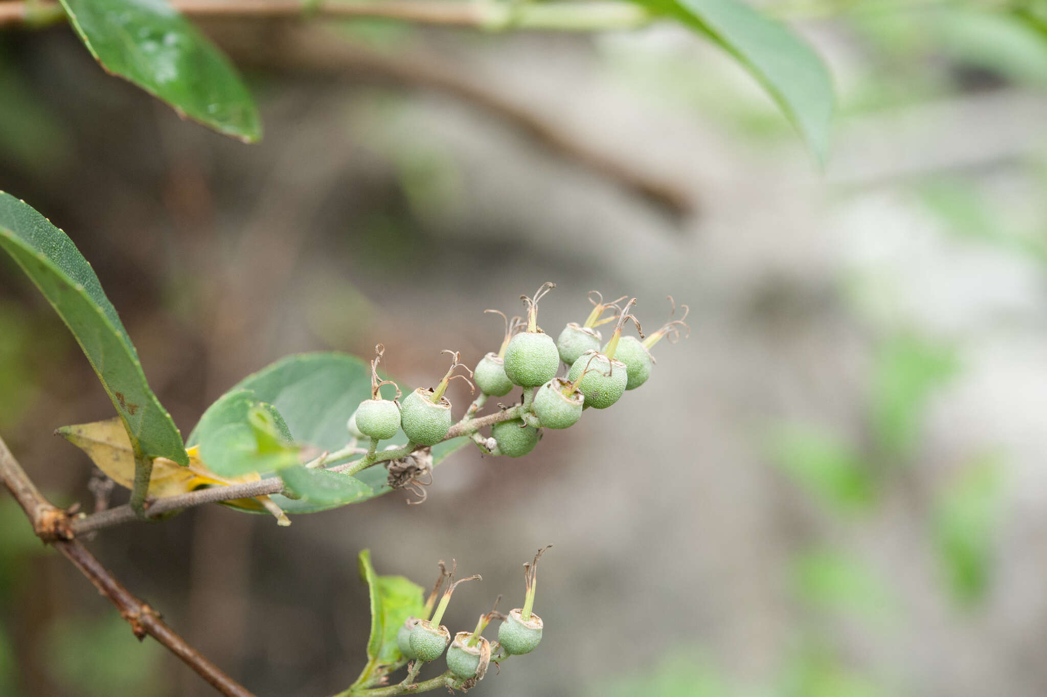 Image of Deutzia pulchra S. Vidal